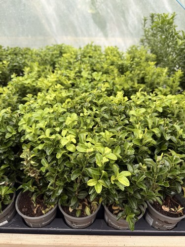 Euonymus japonicus green - euonymus, 'green