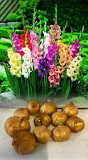 100 mixed gladioli bulbs corms - mixed,