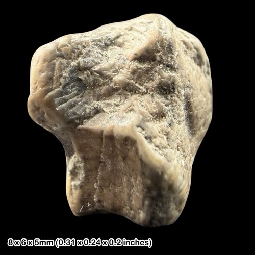 Iguanodontid dinosaur tooth - dinosaur,