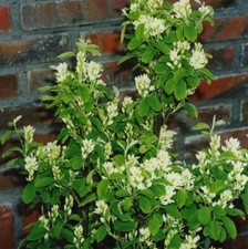 Amelanchier (Juneberry) Alnifolia Obelisk Hardy Potted Garden Shrub Plants T&M