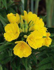 Common Evening Primrose