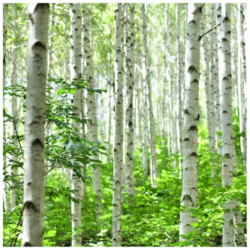 Silver birch 5ft stunning - 5,
