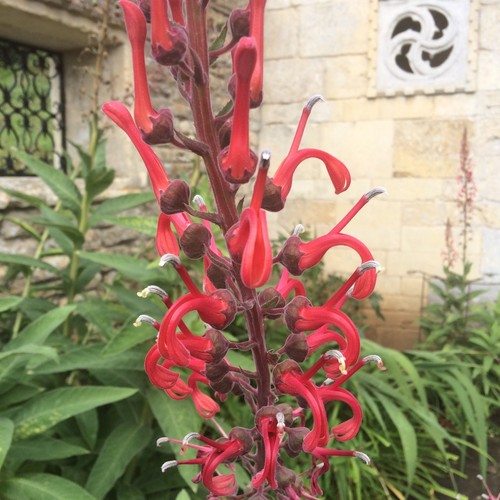 Lobelia tupa the - lobelia,