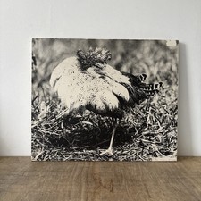 Vintage Large Black & White Mounted Print of a Ruff Sandpiper Bird Ake Lindau