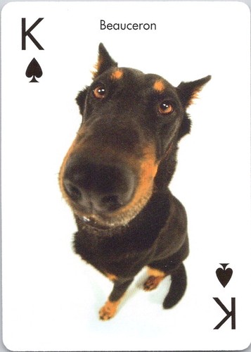 Modern beauceron dog - beauceron,