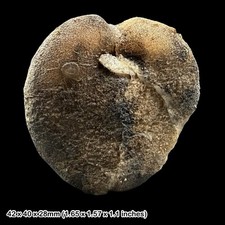 Echinoid fossil cretaceous - echinoid,