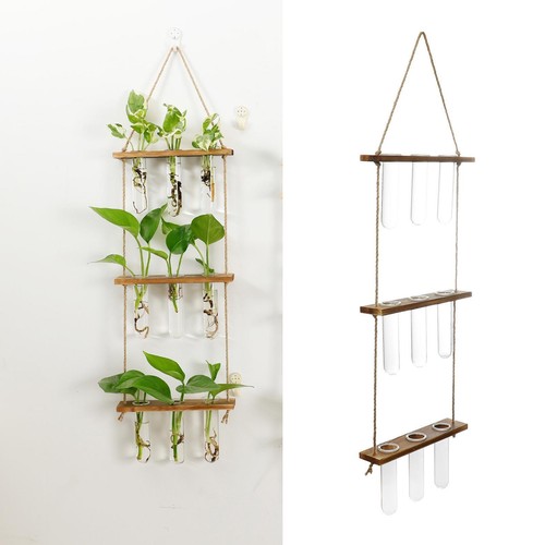 Wall hanging plant - hanging, propagation