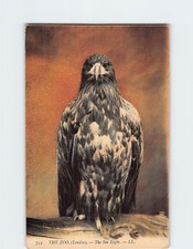 Postcard The Sea Eagle The Zoo