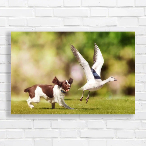 English springer spaniel dog - springer,