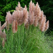 Perfect Plants Pink Pampas