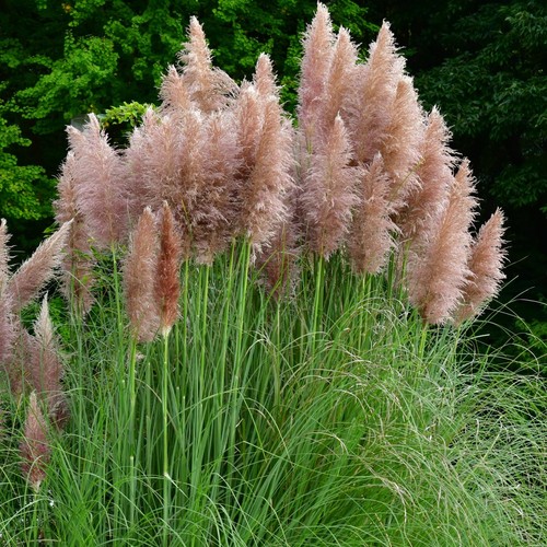 Perfect plants pink pampas - pink,