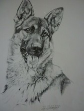 German Shepherd black and