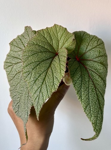 Indoor houseplant begonia - -,