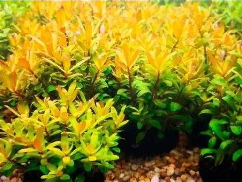 Nesaea pedicellata golden - pedicellata, "golden"
