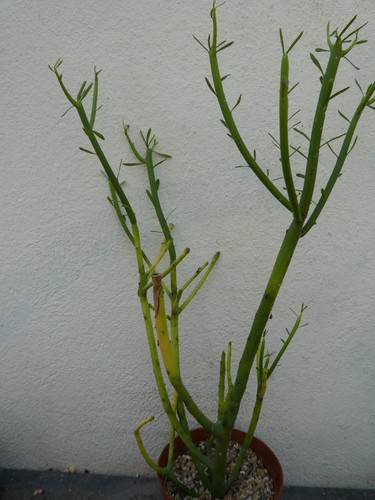 Euphorbia tirucalli shown in - tirucalli,,