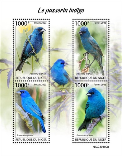 Indigo bunting birds - indigo,