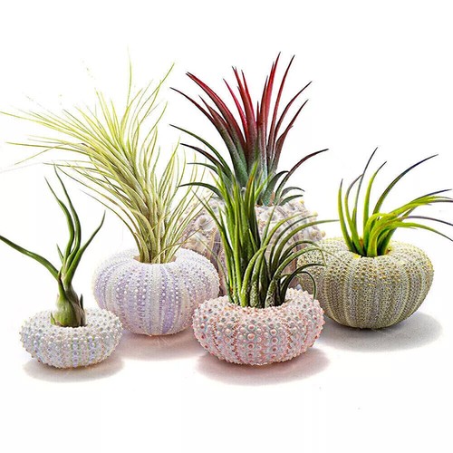 5pcs mini sea - 5pcs,