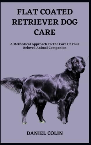 Flat coated retriever dog - flat,