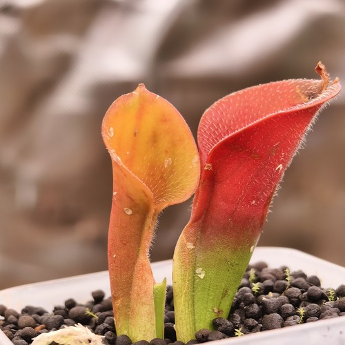 Heliamphora pilosa rsc - heliamphora,
