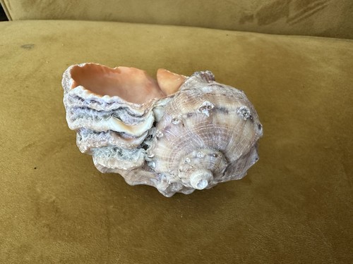 Beautiful sea shell - beautiful,