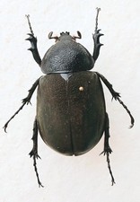 Chalcosma Atlas Female Beetle Set x1 A1- Specimen Entomology *NICE *