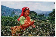 Postcard - TEA PLUCKER AT WORK, UP-COUNTRY, CEYLON, SRI LANKA (EX30-12)