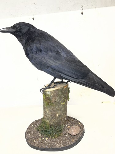 Mounted crow - mounted,