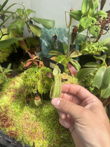 Nepenthes hirsuta tropical - nepenthes, x2
