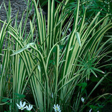 Variegated Sweet Flag Acorus calamus  LIVE Water Plant Pond Reed Aquatic Bog