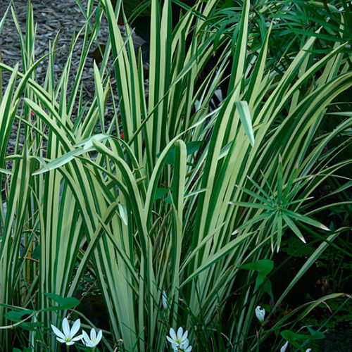 Water plant pond - water, reed