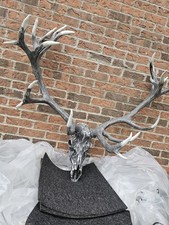 ENGLISH RED DEER STAG SKULL 21