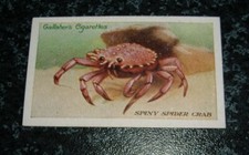Gallaher - The Zoo Aquarium No72 - Spiny Spider Crab