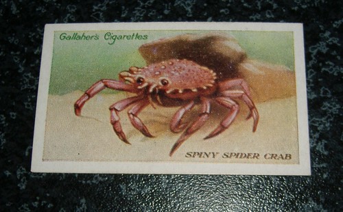 Gallaher the zoo aquarium - gallaher,