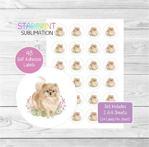 Pomeranian dog - pomeranian,