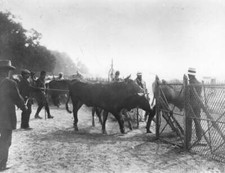 Cattle driven longchamp - driven,