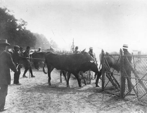 Cattle driven longchamp - on,