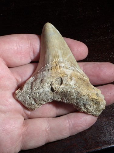 Amazing megalodon - amazing, ,