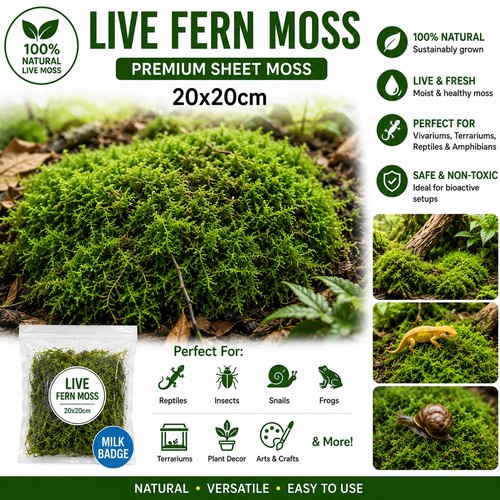 Live fern moss sheet - sheet, 20x20cm