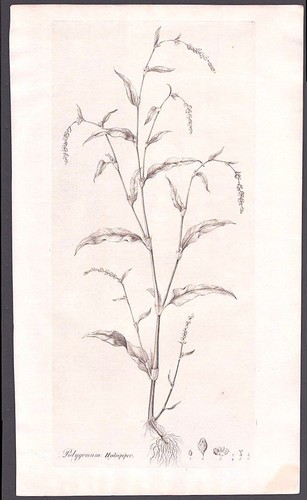 Antique botanical prints from - antique,