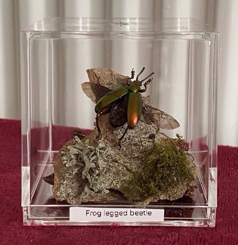 Frog legged beetle - taxidermy,