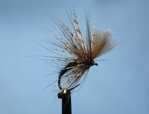 Black grunter trout - grunter,