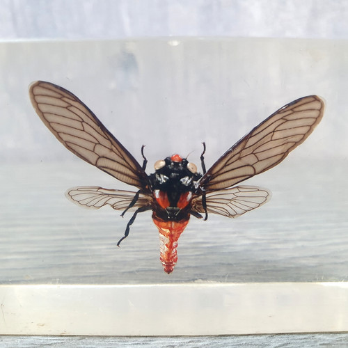 Red devil cicada insect - devil,