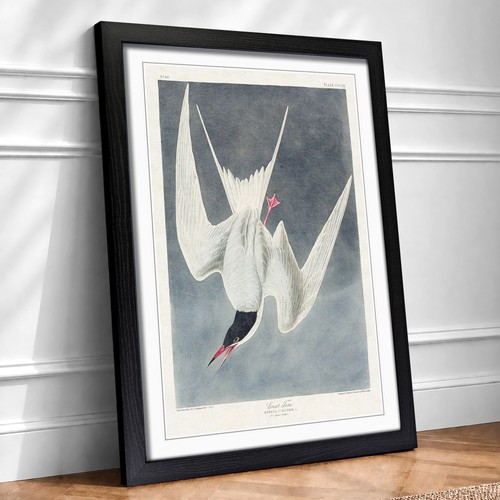 Great tern bird - tern, vintage
