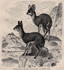 KLIPSPRINGER ANTELOPES -