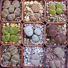 Lithops Mixture - 50 Seeds -