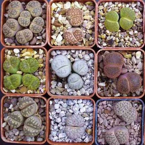 Lithops mixture seeds - -,