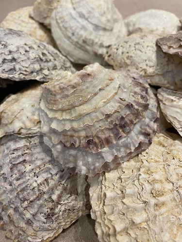 24x oyster shells approx - 24x,