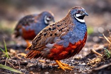 6 Mystery Pack Button Quail
