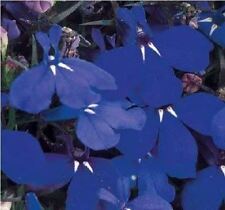 Flower - Lobelia Bedding -