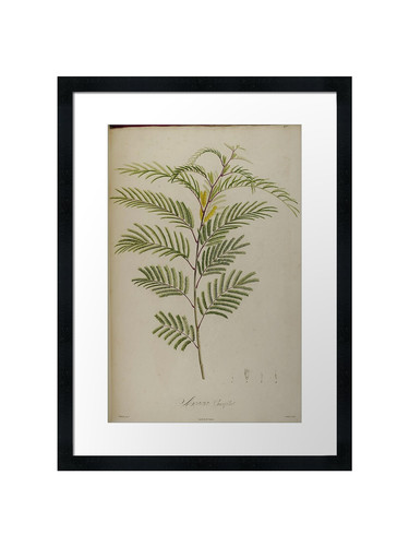 Botanical framed wall art - botanical,